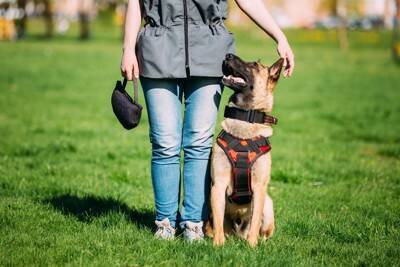 『犬に関わる仕事』年収はどのくらいなの？資格は必要？主な職種や事前に知っておきたいことまで