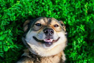 『犬に関わる仕事』年収はどのくらいなの？資格は必要？主な職種や事前に知っておきたいことまで