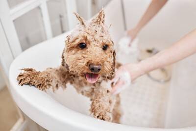 犬の『体が汚れてしまう』のはなぜ？主な原因や健康的な被毛を維持する方法までご紹介