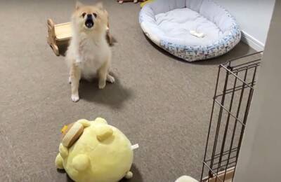 空腹の限界を超えたポメラニアンに『大事故』発生…まさかのハプニングが面白過ぎると67万再生「躍動感が凄くて草」「可愛すぎるｗ」と爆笑