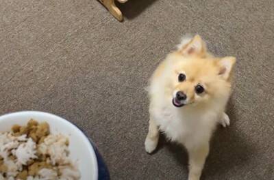 空腹の限界を超えたポメラニアンに『大事故』発生…まさかのハプニングが面白過ぎると67万再生「躍動感が凄くて草」「可愛すぎるｗ」と爆笑