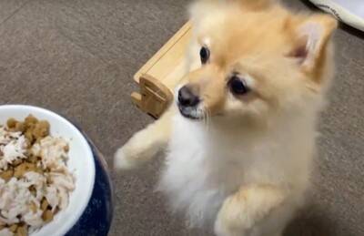 空腹の限界を超えたポメラニアンに『大事故』発生…まさかのハプニングが面白過ぎると67万再生「躍動感が凄くて草」「可愛すぎるｗ」と爆笑