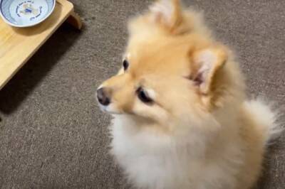 空腹の限界を超えたポメラニアンに『大事故』発生…まさかのハプニングが面白過ぎると67万再生「躍動感が凄くて草」「可愛すぎるｗ」と爆笑