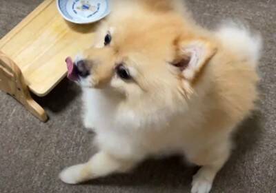 空腹の限界を超えたポメラニアンに『大事故』発生…まさかのハプニングが面白過ぎると67万再生「躍動感が凄くて草」「可愛すぎるｗ」と爆笑