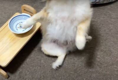 空腹の限界を超えたポメラニアンに『大事故』発生…まさかのハプニングが面白過ぎると67万再生「躍動感が凄くて草」「可愛すぎるｗ」と爆笑