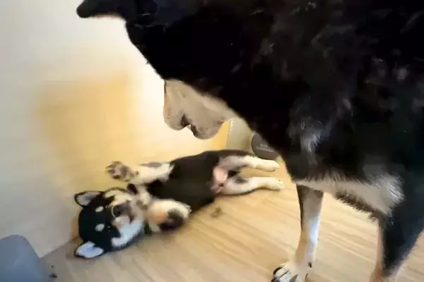 生後1ヶ月の赤ちゃん犬に『社会の厳しさ』を教えるママ犬…母親として奮闘する光景が26万再生「教育していて尊敬する」「母ちゃんは大変だ」