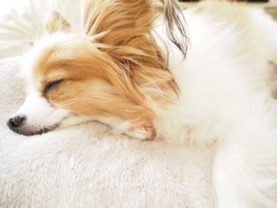 犬が『信頼している人』だけにみせるサイン６選　信用される飼い主が普段からやっている行動とは？