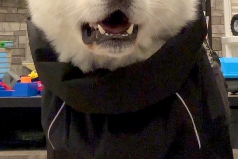 『カッパ着てお散歩やで』と秋田犬に伝えた結果→想像以上に嫌なようで…まさかの表情に爆笑続々「はあ？って顔ｗｗ」「めっちゃ物言いたげで草」