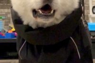 『カッパ着てお散歩やで』と秋田犬に伝えた結果→想像以上に嫌なようで…まさかの表情に爆笑続々「はあ？って顔ｗｗ」「めっちゃ物言いたげで草」