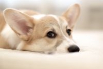 愛犬の肝臓を守る『慢性肝炎』の早期発見と治療のポイント【獣医師執筆】