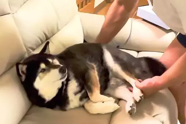 いつもお父さんが座っている場所を占領した犬→全然どいてくれなくて…仁義なき『席取り合戦』が面白いと反響「幸せそうｗ」「可愛いので許せる」