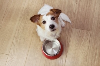 犬が『空腹』のときにみせるサイン５選　執拗にご飯を要求してきた場合の対処法まで