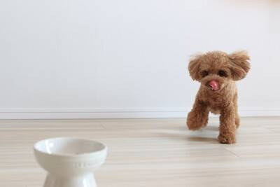 犬が『空腹』のときにみせるサイン５選　執拗にご飯を要求してきた場合の対処法まで