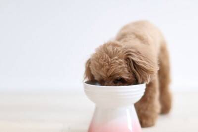 犬が『空腹』のときにみせるサイン５選　執拗にご飯を要求してきた場合の対処法まで