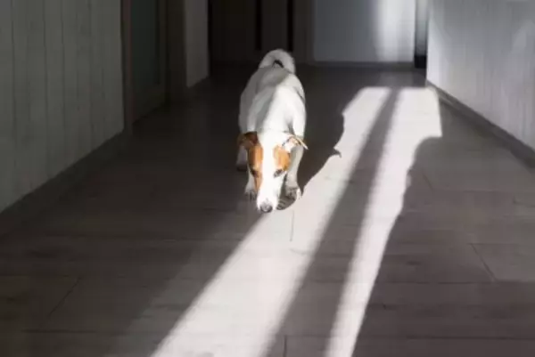 犬が『部屋のニオイ』を嗅ぐ理由4つ　やめさせなくて大丈夫？行動の意味とは