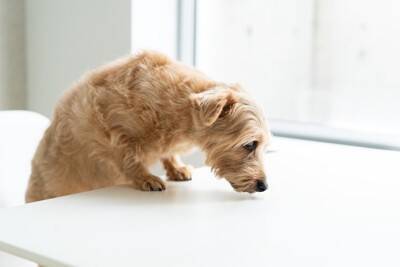 犬が『部屋のニオイ』を嗅ぐ理由4つ　やめさせなくて大丈夫？行動の意味とは