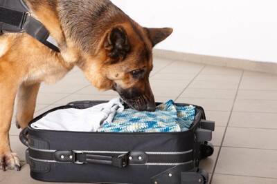 犬が『部屋のニオイ』を嗅ぐ理由4つ　やめさせなくて大丈夫？行動の意味とは