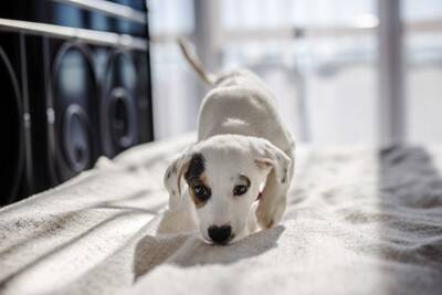 犬が『部屋のニオイ』を嗅ぐ理由4つ　やめさせなくて大丈夫？行動の意味とは