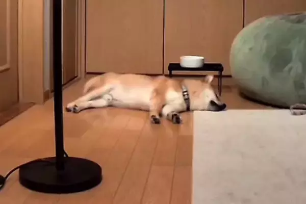 寝ていた犬が『豪快なオナラ』をした結果→起き上がったと思ったら…あまりにも白々しい『表情』が44万再生「思ったよりデカくて草」「可愛いｗ」