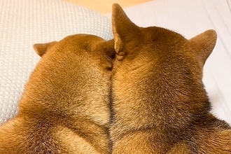 後ろから2匹の犬を撮影→『寄り添っていて可愛いな』と、顔を見てみた結果…思っていたのと違う『まさかの光景』が57万再生「声出して笑った」