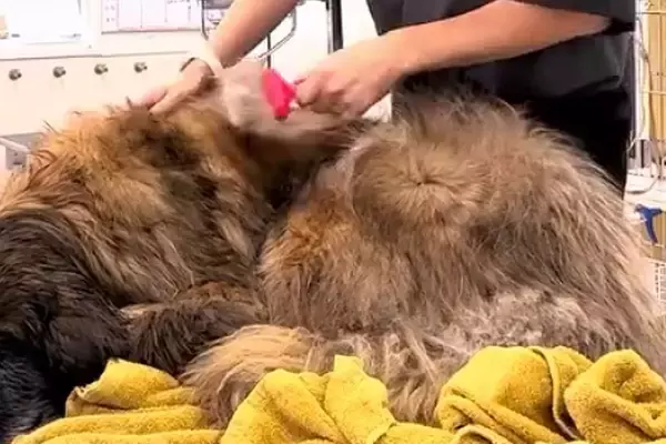 サロンでシャンプーされる超大型犬→施術台の上でリラックスしすぎてしまい…思わず笑顔になる光景が83万再生「優しい空間」「気持ちよさそう」