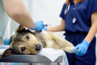 犬も『ガン』になることがあるの？発症する確率や早期発見のためにできることまで