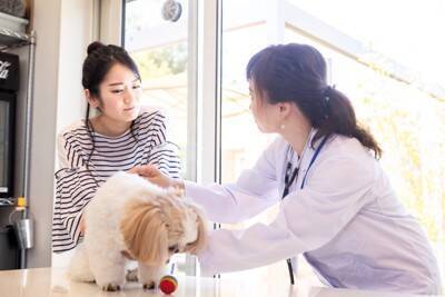 犬も『ガン』になることがあるの？発症する確率や早期発見のためにできることまで