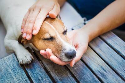 犬も『ガン』になることがあるの？発症する確率や早期発見のためにできることまで