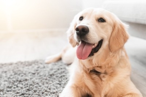『おとなしい犬』に育てる方法5選　愛犬の性格はどのように決まるの？成犬でもしつけることは可能なの？