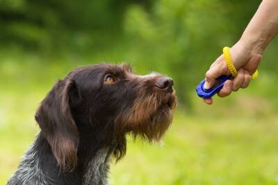 『おとなしい犬』に育てる方法5選　愛犬の性格はどのように決まるの？成犬でもしつけることは可能なの？