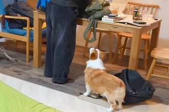お兄ちゃんが帰省したら、犬が『お泊りするの？』と大喜びして…家族愛を感じる光景と『切ないお別れ』に反響「大好きなのが伝わる」「嬉しそう」