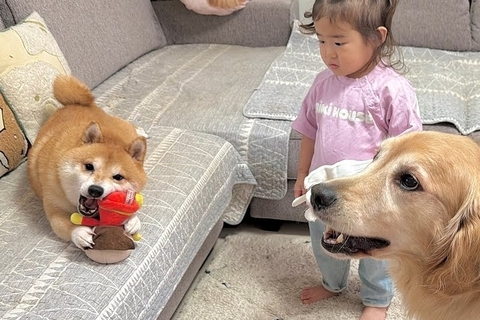 2歳の女の子が『犬におもちゃを取られた』結果→大型犬に『助けて』と救いを求め…頼もしすぎる光景が12万再生「なんて優しいの」「お利口」