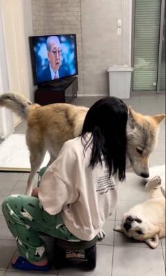 飼い主にべったり甘える犬の横には…『気付いてもらえない狼犬』の控えめなアピールが可愛すぎると406万再生「ギャップがすごい」
