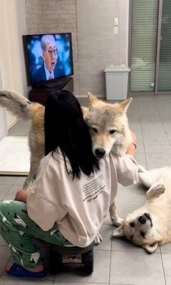 飼い主にべったり甘える犬の横には…『気付いてもらえない狼犬』の控えめなアピールが可愛すぎると406万再生「ギャップがすごい」