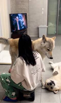 飼い主にべったり甘える犬の横には…『気付いてもらえない狼犬』の控えめなアピールが可愛すぎると406万再生「ギャップがすごい」