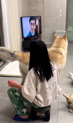 飼い主にべったり甘える犬の横には…『気付いてもらえない狼犬』の控えめなアピールが可愛すぎると406万再生「ギャップがすごい」