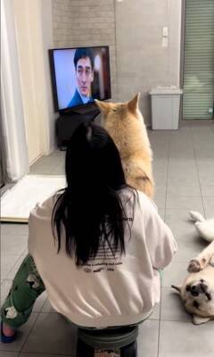 飼い主にべったり甘える犬の横には…『気付いてもらえない狼犬』の控えめなアピールが可愛すぎると406万再生「ギャップがすごい」