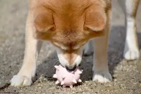 犬の『脳』はどんな仕組みになっている？人間との違いや優れた知能について解説