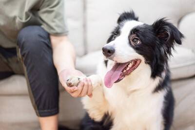 犬の『脳』はどんな仕組みになっている？人間との違いや優れた知能について解説