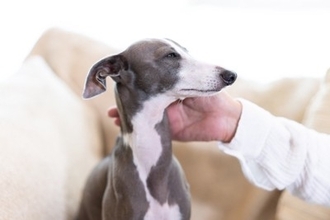 犬が『喉を鳴らす』3つの心理　グルグルと音を出すのはなぜ？注意すべき状態まで