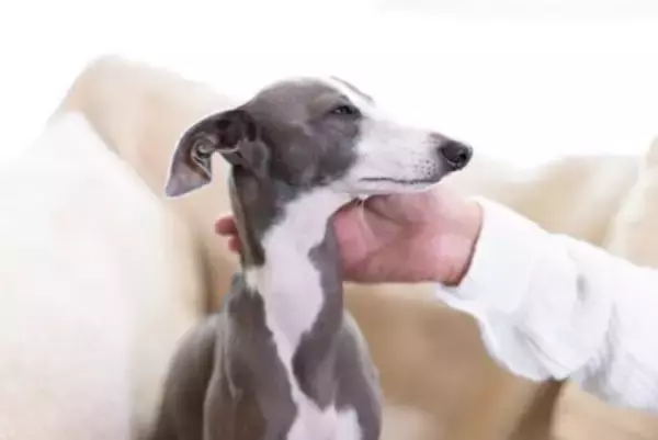 犬が『喉を鳴らす』3つの心理　グルグルと音を出すのはなぜ？注意すべき状態まで