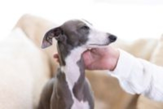 犬が『喉を鳴らす』3つの心理　グルグルと音を出すのはなぜ？注意すべき状態まで