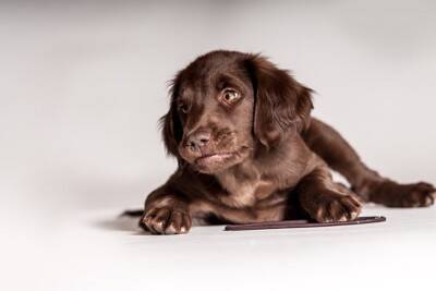 犬が『喉を鳴らす』3つの心理　グルグルと音を出すのはなぜ？注意すべき状態まで