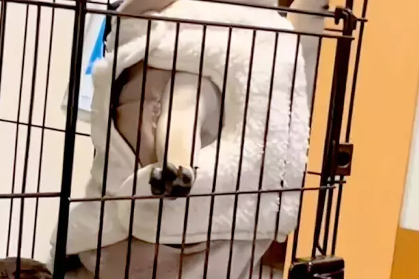 ケージから部屋を覗く犬→立ち上がると『強者感』が出すぎて…ワンコとは思えない『貫禄』が176万再生「ラオウで草」「ガチで吹いたｗ」と爆笑