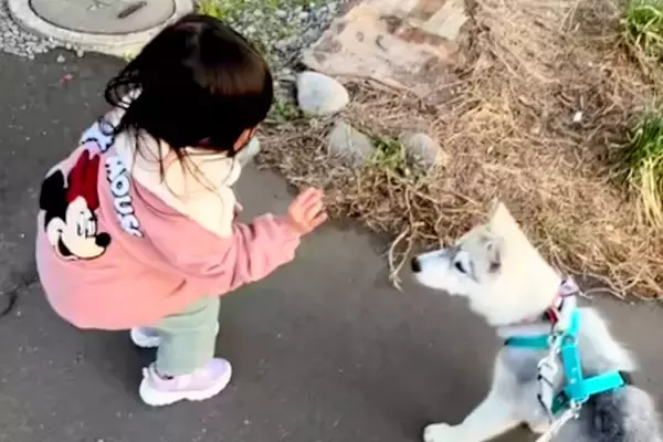 『くちぇ！』3歳の女の子が大型犬に『フセ』を指示した結果→うまく言えずに…平和すぎるやり取りが107万再生「文句言ってて草」「可愛いｗ」