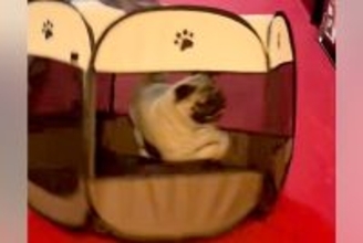 犬のために『折り畳みサークル』を導入した結果…思っていたのと違う『衝撃的な使い方』が65万再生「前世ハムスター？ｗｗ」「意味なくて草」