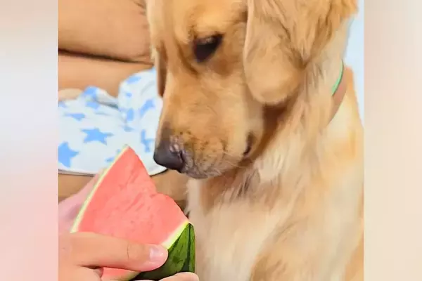 一年ぶりに『スイカ』を前にした大型犬→食べ方を忘れてしまったので、息子が教えてあげて…微笑ましい光景に反響「笑ったｗ」「久々だもんね」