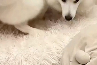 お散歩と見せかけて『病院の予防接種』に連れていかれた犬→帰宅後…想定以上の『ブチギレ』に4万いいね「くそーー！って感じｗ」「ご乱心で草」