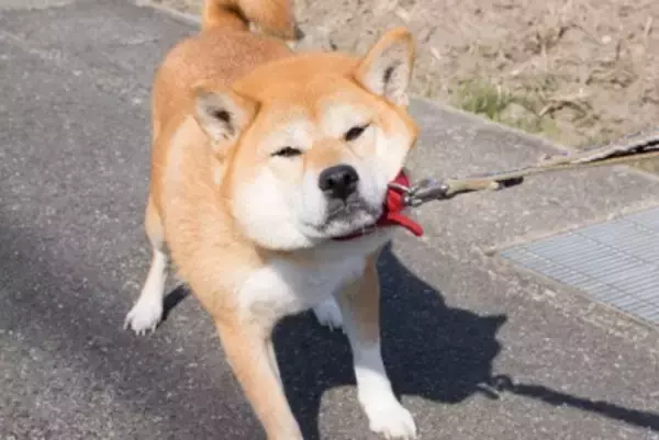 犬が『突然動かなくなる』心理4選　固まってしまう原因や注意が必要な状態まで