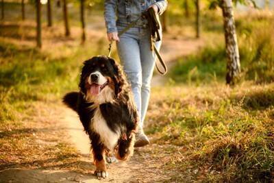 犬が『突然動かなくなる』心理4選　固まってしまう原因や注意が必要な状態まで